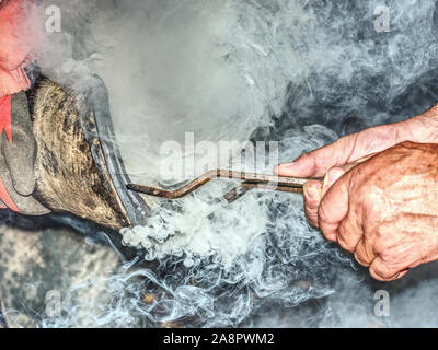 Maréchal-ferrant burns un bain horseshoe sabot. Tenir la pince de forgeron à cheval sur pied pour comparaison de la forme exacte et monter à cheval. Banque D'Images