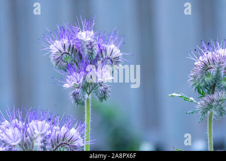 Fiddleneck (Phacelia tanacetifolia) fleurs Banque D'Images