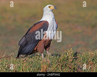 African fish eagle standing Banque D'Images
