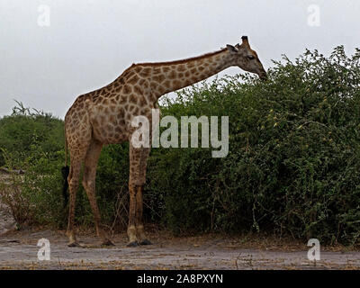 Alimentation girafe angolais Banque D'Images