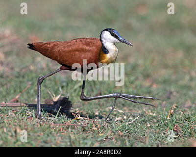 African jacana walking Banque D'Images