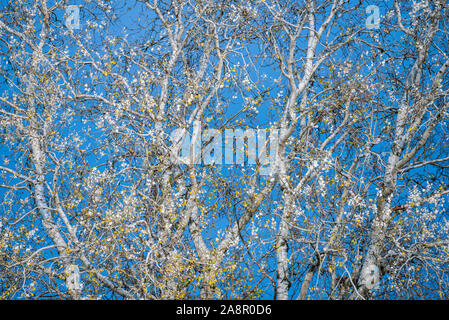 Le bouleau blanc contraste avec le fond de ciel bleu. Sur les branches d'un bouleau, l'automne feuilles jaunes et plusieurs oiseaux. Banque D'Images