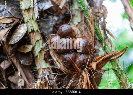 Salak fruits serpent assis dans l'arbre prêt à être branché. Fruit serpent est un mets délicat et bien savoir en Asie du Sud-Est, particulièrement l'Indonésie. Banque D'Images