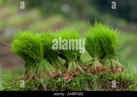 Bien vertes de touffes de plants de riz sont bien assis à côté d'une rizière. Dans l'arrière-plan les rizières en terrasses de Jatiluwih de peut être vu. Banque D'Images