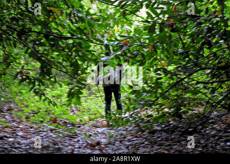 Retour Vue arrière de personne marchant dans un jardin luxuriant parc sur un chemin couvert de feuilles en automne à Baron Hill à Anglesey au nord du Pays de Galles UK KATHY DEWITT Banque D'Images