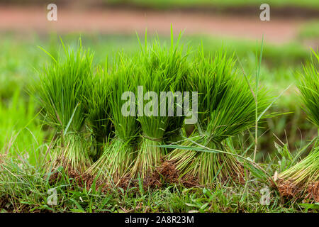 Bien vertes de touffes de plants de riz sont bien assis à côté d'une rizière. Dans l'arrière-plan les rizières en terrasses de Jatiluwih de peut être vu. Banque D'Images