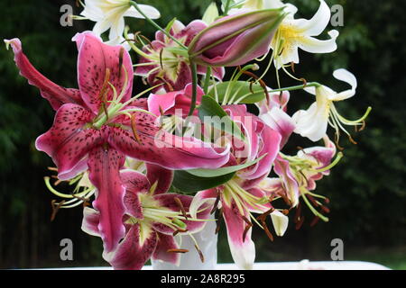 Bouquet de Lys Mlle Feya, Schéhérazade et Lady Alice Banque D'Images