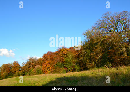 Scènes de pays d'automne près de Downe village, North Downs, Kent. Très populaire auprès des marcheurs et daytripper rom Londres. Par l'aéroport de Biggin Hill. Journée d'automne claire Banque D'Images