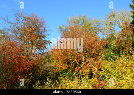 Scènes de pays d'automne près de Downe village, North Downs, Kent. Très populaire auprès des marcheurs et daytripper rom Londres. Par l'aéroport de Biggin Hill. Journée d'automne claire Banque D'Images