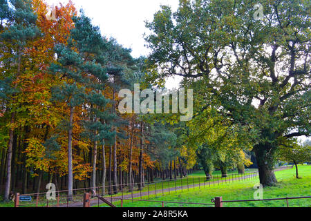 Scènes de pays d'automne près de Downe village, North Downs, Kent. Très populaire auprès des marcheurs et daytripper rom Londres. Par l'aéroport de Biggin Hill. Journée d'automne claire Banque D'Images