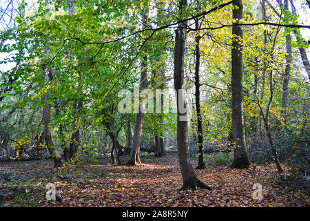 Scènes de pays d'automne près de Downe village, North Downs, Kent. Très populaire auprès des marcheurs et daytripper rom Londres. Par l'aéroport de Biggin Hill. Journée d'automne claire Banque D'Images