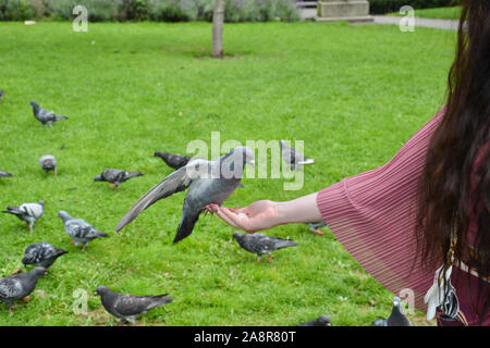 Un beau pigeon sauvage urbaine étend ses ailes tout en se posant sur une lady's main tendue (avec manches évasées) dans un parc public Banque D'Images