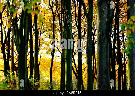 Bois d'automne au Temple Newsam Estate à Leeds. Banque D'Images