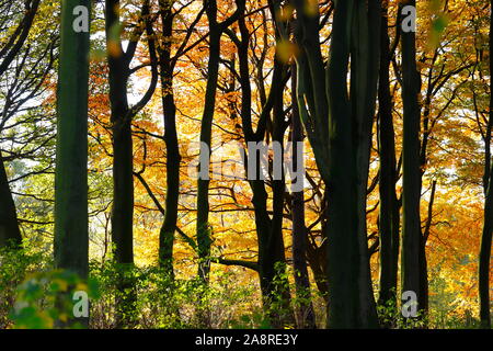 Bois d'automne au Temple Newsam Estate à Leeds. Banque D'Images