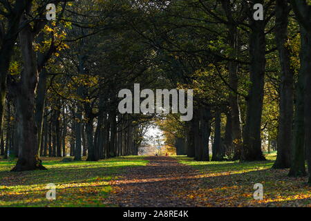 Bois d'automne au Temple Newsam Estate à Leeds. Banque D'Images