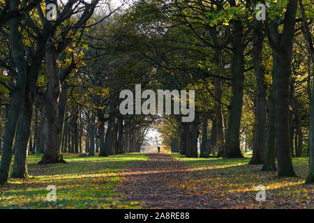 Bois d'automne au Temple Newsam Estate à Leeds. Banque D'Images