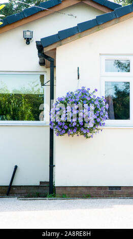 Hanging Basket de ciel bleu des Surfinias sur le côté de la maison en été. Banque D'Images