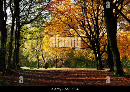 Bois d'automne au Temple Newsam Estate à Leeds. Banque D'Images