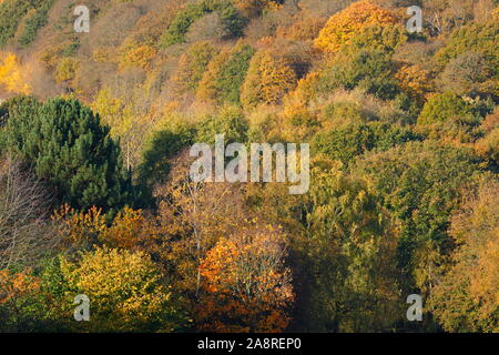 Bois d'automne au Temple Newsam Estate à Leeds. Banque D'Images