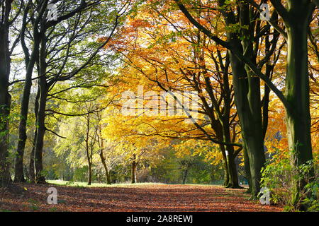 Bois d'automne au Temple Newsam Estate à Leeds. Banque D'Images