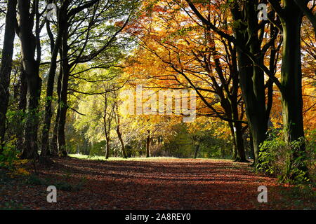 Bois d'automne au Temple Newsam Estate à Leeds. Banque D'Images