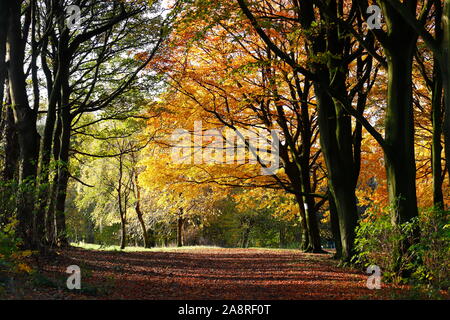 Bois d'automne au Temple Newsam Estate à Leeds. Banque D'Images