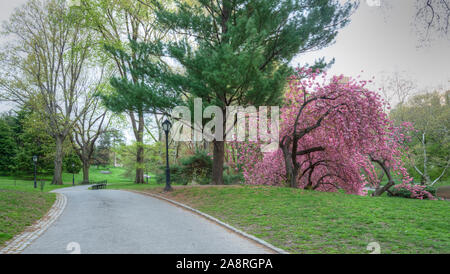 Le printemps à Central Park, New York City, avec la floraison des cerisiers japonais Banque D'Images