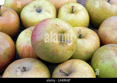 Malus domestica - close-up de pommes du noyau Ashmead récoltés Banque D'Images