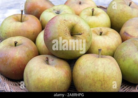 Malus domestica - close-up de pommes du noyau Ashmead récoltés Banque D'Images