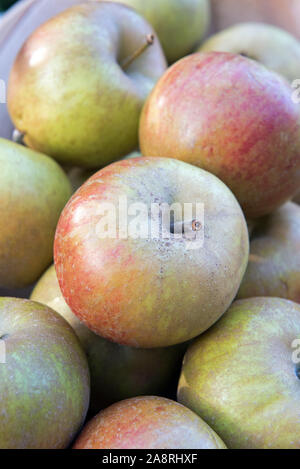 Malus domestica - récolte des pommes, du noyau Ashmead Octobre. Banque D'Images