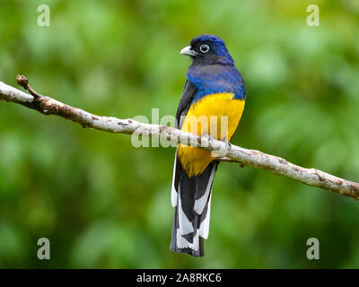 Un homme vert (Trogon Trogon viridis) perché sur une branche. Bahia, Brésil, Amérique du Sud. Banque D'Images