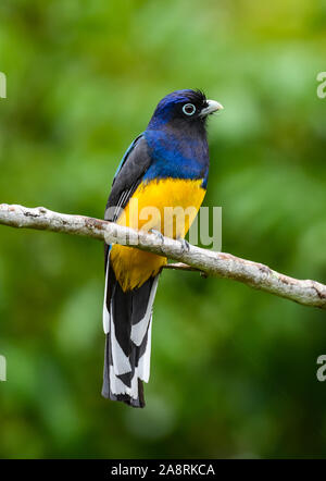 Un homme vert (Trogon Trogon viridis) perché sur une branche. Bahia, Brésil, Amérique du Sud. Banque D'Images