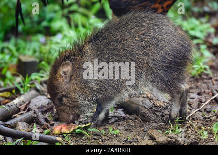 Un bébé (Pecari tajacu pécari à collier) en quête de terrain. Bahia, Brésil, Amérique du Sud. Banque D'Images