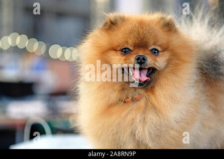 Spitz Pomeranian close-up. Un chien avec une bouche ouverte et langue protubérante ressemble dans le cadre. Belle tête de chien Pomeranian brun Banque D'Images