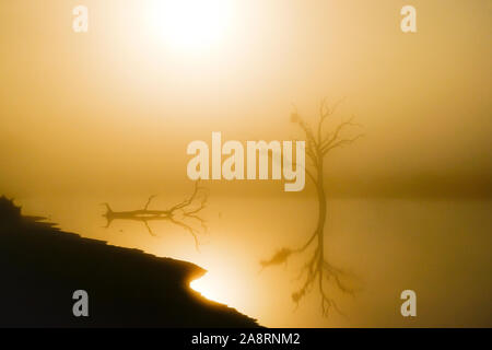 Image d'un lac et un arbre avec le lever du soleil en rétro-éclairage Banque D'Images