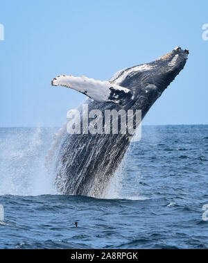 Une violation des sauts de baleines à bosse de l'océan avec une touche que l'eau lui streaming retombe à la mer. Banque D'Images