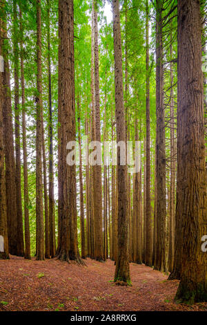 Bois rouge californien dans la grande forêt du Parc National d'Otway à Victoria, Australie Banque D'Images