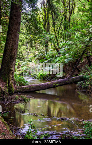 De grandes fougères et un ruisseau dans la forêt californienne de séquoias dans le parc national Great Otway à Victoria, en Australie Banque D'Images