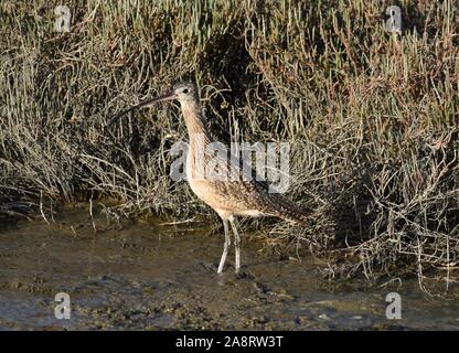 Un courlis à long bec (Numenius americanus) se trouve au bord de l'eau dans la région de Elkhorn Slough, près de Watsonville. Banque D'Images