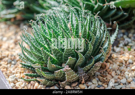 Cactus est une plante indigène qui a son origine dans le désert. Banque D'Images