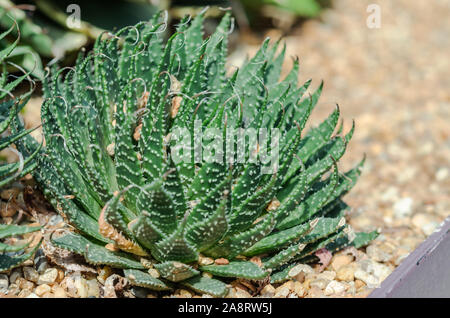 Cactus est une plante indigène qui a son origine dans le désert. Banque D'Images