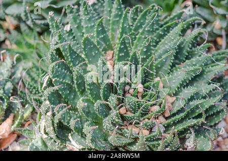 Cactus est une plante indigène qui a son origine dans le désert. Banque D'Images