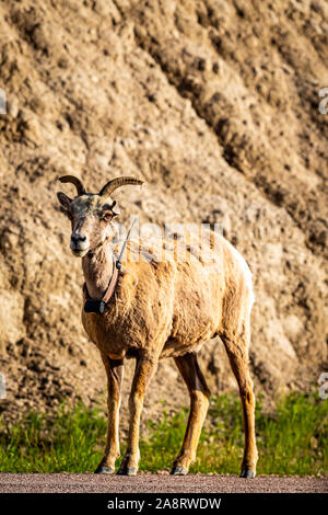 Un mouflon d'ewe le long de la route à Badlands National Park dans le Dakota du Sud. Banque D'Images