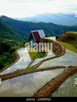 Les terrasses de riz boueux à Bontoc, Mountain Province, Philippines Banque D'Images