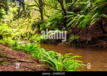 Bois rouge californien dans la grande forêt du Parc National d'Otway à Victoria, Australie Banque D'Images