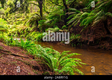 Bois rouge californien dans la grande forêt du Parc National d'Otway à Victoria, Australie Banque D'Images