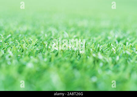 L'herbe verte.. texture de fond de l'herbe verte de source fraîche. Banque D'Images