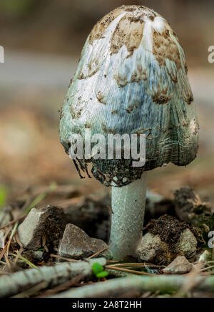 Seul shaggy mane, Coprinus comatus, champignons Banque D'Images