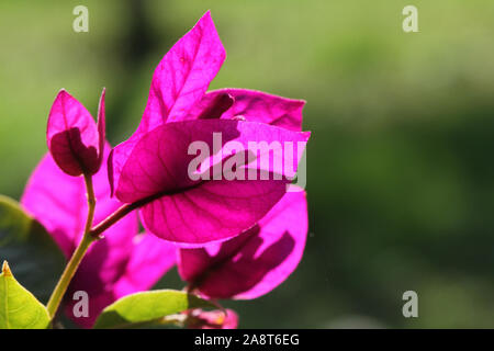 Fleurs de bougainvilliers au soleil près de en Italie l'bougainvilleeae famille nyctaginaceae également appelée une fleur en papier car des bractées Banque D'Images