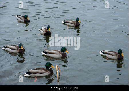 Tambov, Région de Tambov, en Russie. 10 Nov, 2019. Canards nageant sur le crédit de l'ACJ rivière : Demian Stringer/ZUMA/Alamy Fil Live News Banque D'Images